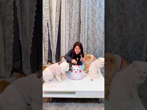 Birthday mini vlog🎂🥳♥️ #arishfakhan #cats #birthday #celebration #diy #minivlog #catshorts #pets