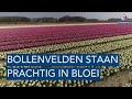 Bollenvelden staan prachtig in bloei - OMROEP WEST