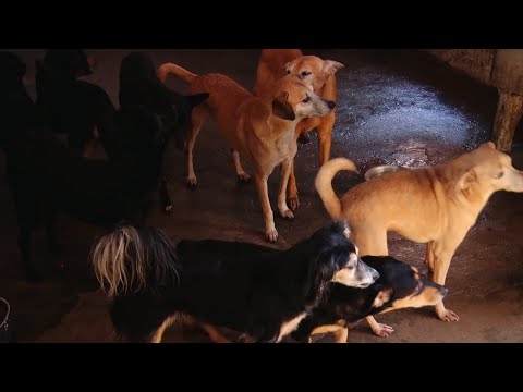 Voluntárias realizam feira de adoção de cães em RC