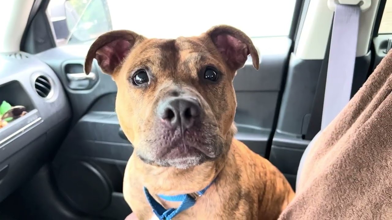 Pippi, an adoptable mixed breed in Quincy, MI video 4/4