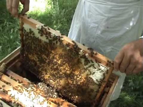 3/5 Lucrari de vara la stupina - Sfaturi utile apicultori - Apicultura la distanta cu Proful Online