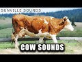 Cow Sounds | Animal Sounds with Peter Baeten