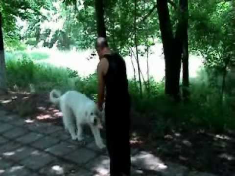 scoala de dresaj canin kris-dresaj ciobanesc mioriric-www.dresajul.ro