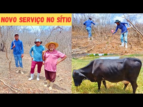 Novo Serviço no Sítio Limpeza da Área Pra Capineira +Atualização Sobre Açucena 🐄