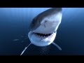 Great White Sharks 360 Video 4K!! - Close encounter on Amazing Virtual Dive Great White Sharks 360 Video 4K!! - Close encounter on Amazing Virtual Dive