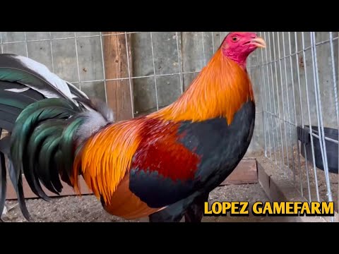 Sweater Albany Kelso - LOPEZ FARM