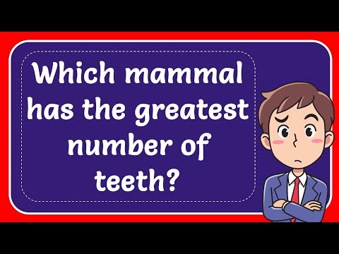 Which Mammal Has The Greatest Number Of Teeth? Answer