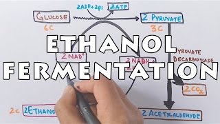 Ethanol Fermentation | Process of Alcohol Formation