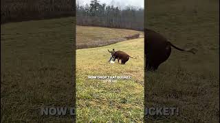 Feed or Bleed 🐂💨