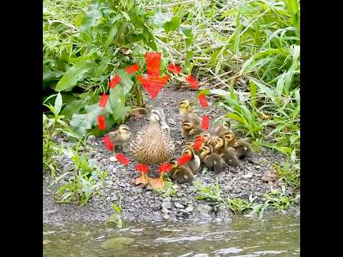 Mother duck leaves her babies behind and flies away🦆