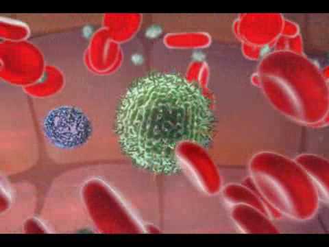 Immune System - Natural Killer Cell - The Formulation