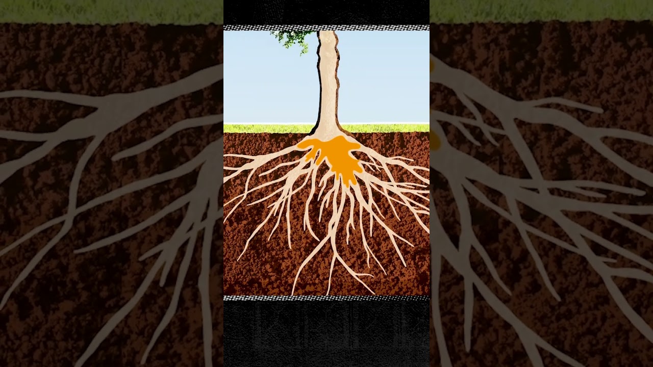 How maple trees produce syrup 🌳  #maplesyrup #sap #trees