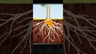 Download lagu How maple trees produce syrup 🌳 #maplesyrup #sap #trees mp3 Download lagu How maple trees produce syrup 🌳 #maplesyrup #sap #trees mp3