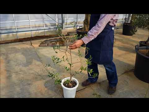 オリーブの木の剪定はいつ行うべきですか？その理由と方法については、ガイドに従ってください。  庭園