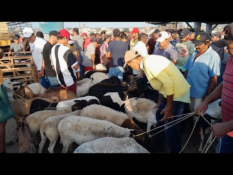Feira de Animais em Surubim Pernambuco 12/12/2025 $$