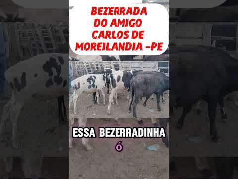 BEZERRADA DO AMIGO MARCOS DE MOREILANDIA PE.