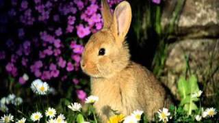 Cesare Cremonini - Padremadre 1+8+24.wmv