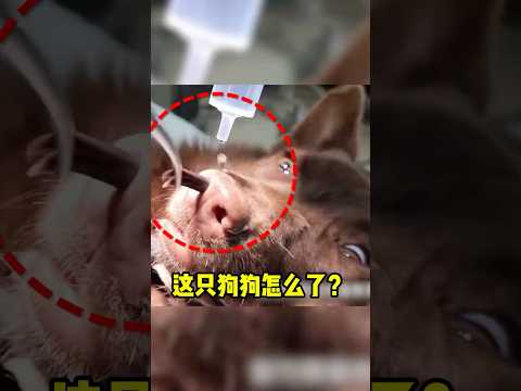 这只可怜的狗狗，鼻子發生甚麼事了！#shorts  #趣事#暖心（来源@新竹縣動物保護教育園區）