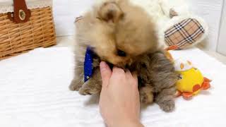 ポメラニアンの動画01