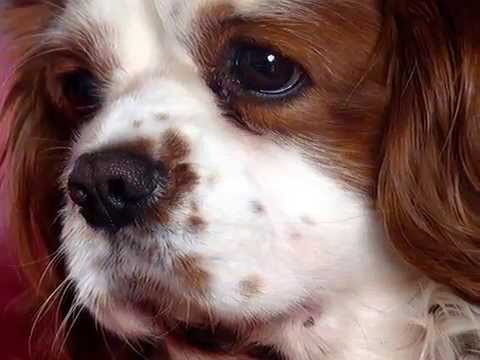 "Afscheid van je nemen kan ik niet" - PETER DELCLEF