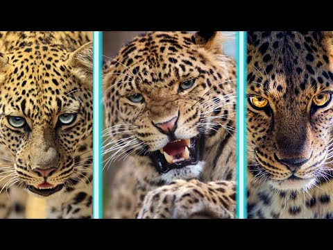 TERRITORIO DE LEOPARDOS HD - DOCUMENTAL 2022