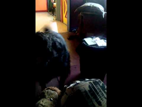 Serge's Bourbon monkey