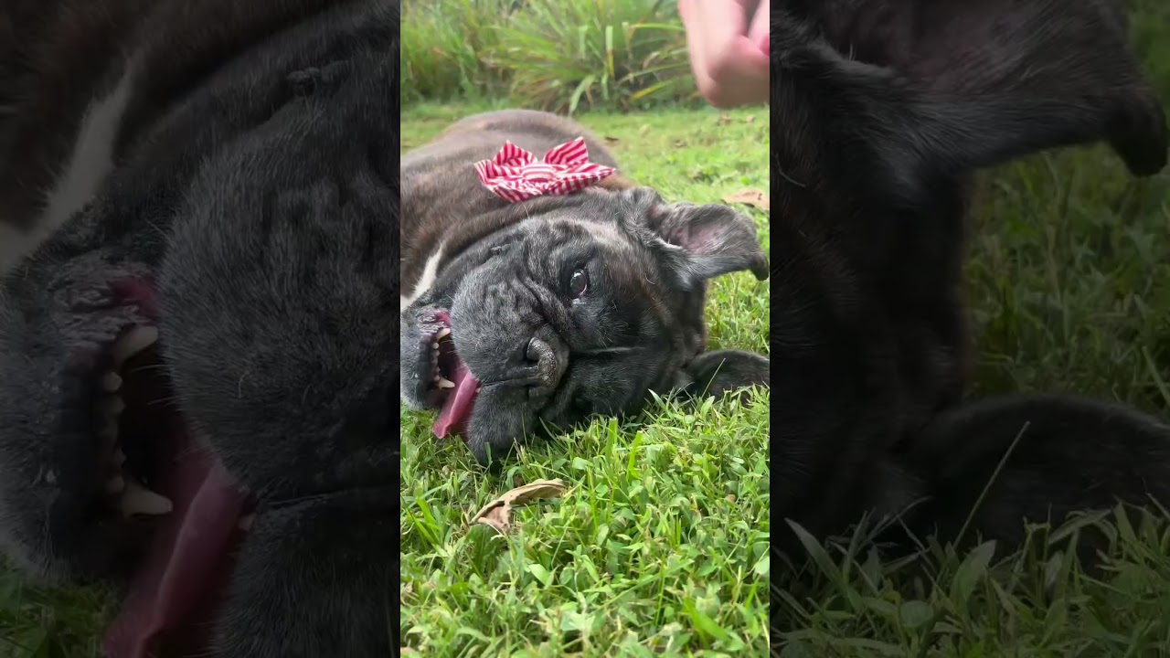 Enlarge Speakeasy, a Adoptable mixed breed in New York, NY video 6/6