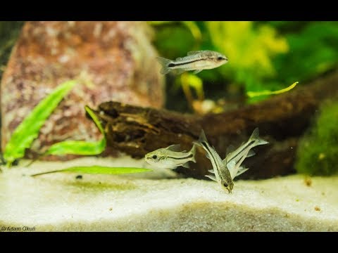 (112) Kirysek pigmej w akwarium 30l