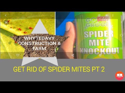 How To Get Rid of Spider Mites: Big Mistake!