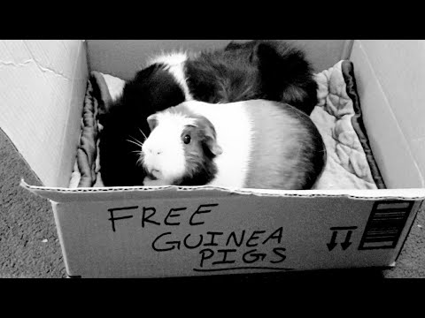 YouTube video about: Where can I surrender guinea pigs?