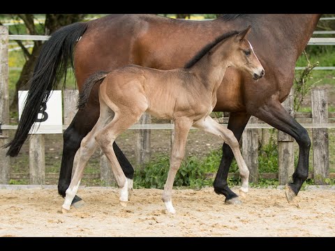 Zantiago - Hengstfohlen 2021 (Zauberlehrling x Escolar x Hofrat) *verkauft*