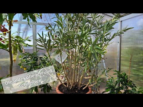 Oleander Baum richtig pflegen. Alles rund ums Thema Oleander nerium schneiden, Gießen und Düngen.