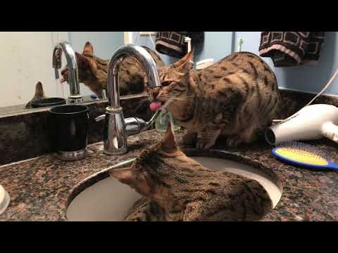 Savannah Cats Taking a Bath