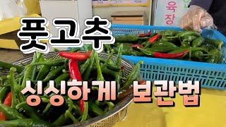 바로 딴 풋고추 싱싱하게 오래 먹는법 청양고추 오래 보관법