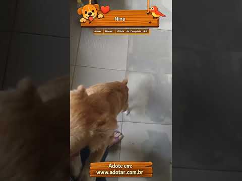 Vídeo de Nina