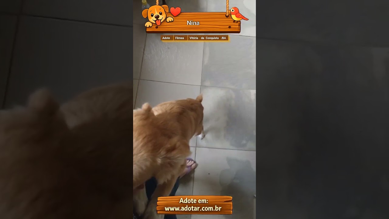 Cachorro raça SRD-ViraLata idade 2 a 6 meses nome Nina