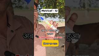 Metricef - IU / Endometritis in cows