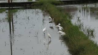 黑面琵鷺蒞臨新南