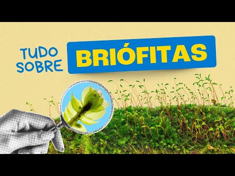 BRYOPHYTES: The plant that HAS NO ROOT!