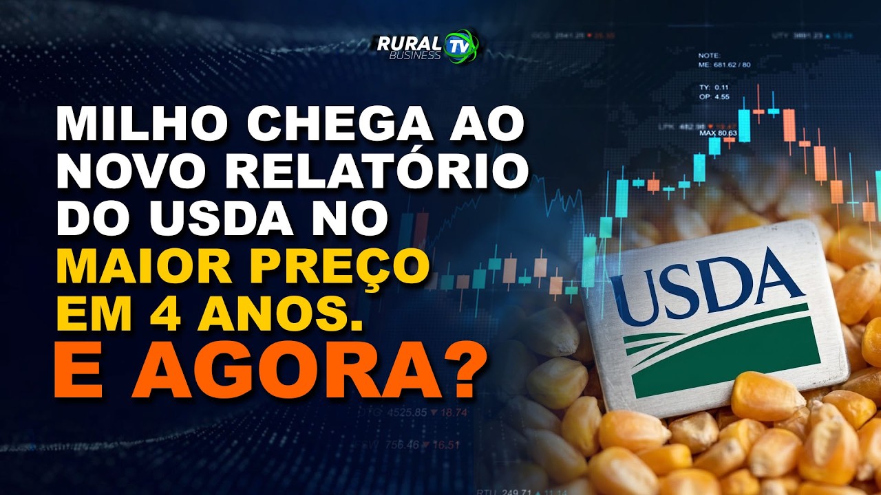 MILHO CHEGA AO NOVO RELATÓRIO DO USDA NO MAIOR PREÇO EM 4 ANOS. E AGORA?
