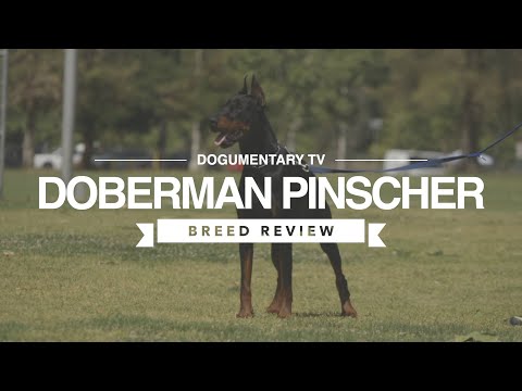 DOBERMAN PINSCHER BREED REVIEW