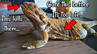 How to Cure a Respiratory Infection in Lizards