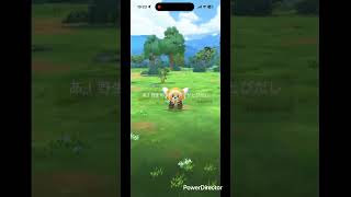 黄色のヌイコグマ #pokemon #ポケgo #pokemongo #ポケモン #pokémon