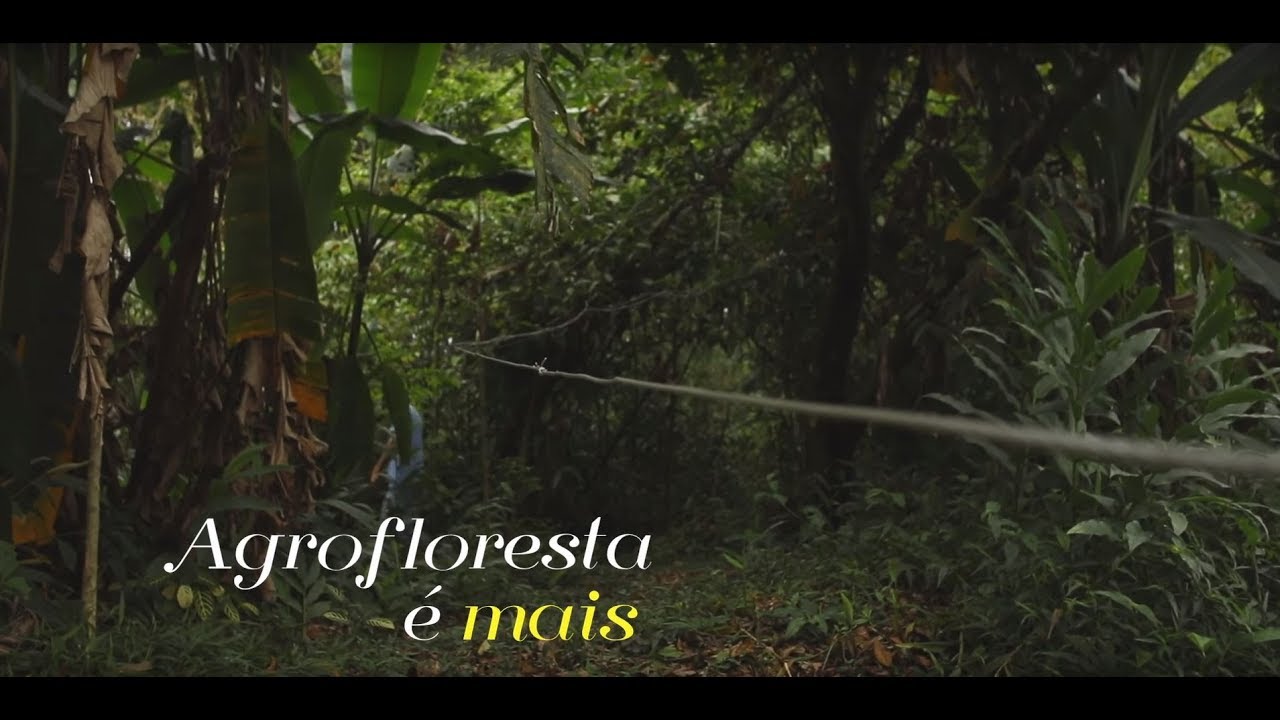 Agrofloresta é mais