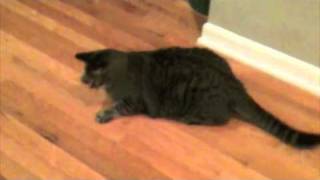 Spinning Kitteh - Beastie Boys - 5 Piece Chicken Dinner