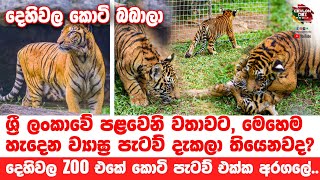 දෙහිවල zoo එකේ කොටි පැටව් එක්ක අරගලේ-Cute Baby Tigers | Dehiwala Zoo | Bengali tiger cubs - Ep 01