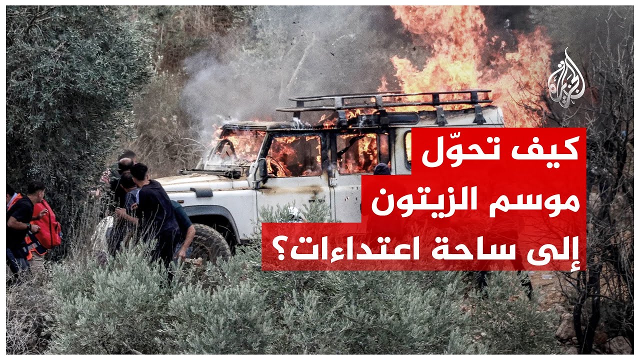 كيف يتحوّل موسم الزيتون إلى موجة اعتداءات إسرائيلية ضد الفلسطينيين؟