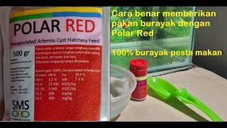 Download lagu Cara Yang Benar Memberikan Makan Burayak Dengan Polar Red mp3 Download lagu Cara Yang Benar Memberikan Makan Burayak Dengan Polar Red mp3