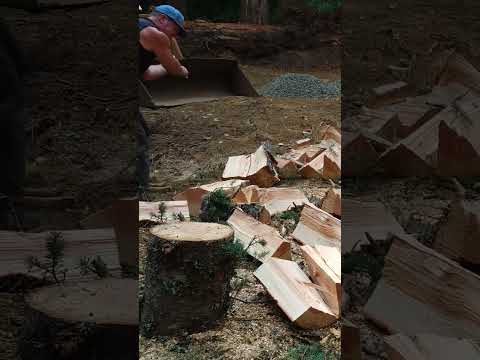 Back to back Golf swing splitting firewood! Sager Chemical Axe 1942 double bit