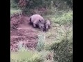 Bébé rhinocéros tente de réveiller sa mère tuée